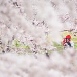 桜ウエディングロケーション2018