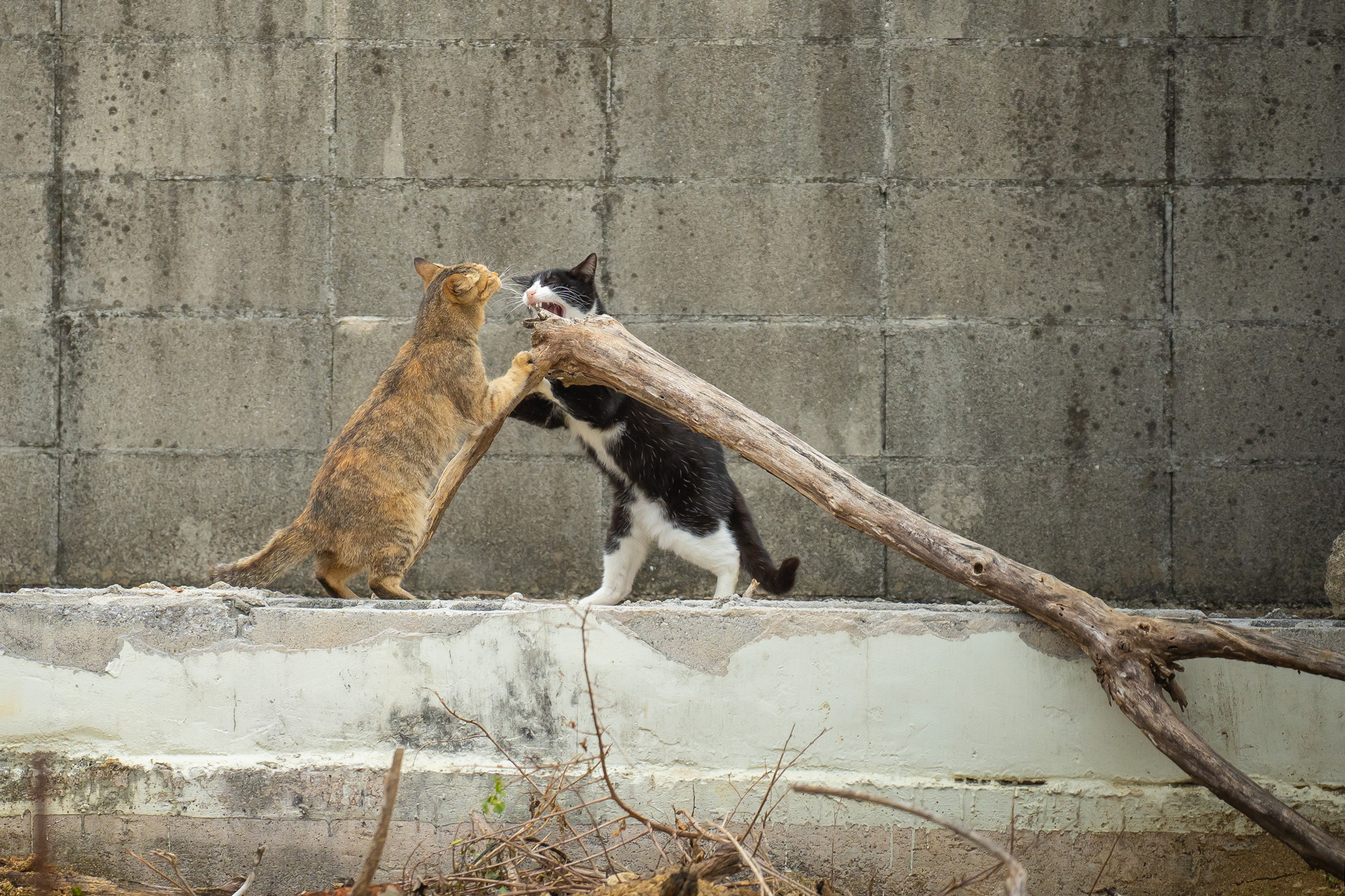 沖縄の猫たち。